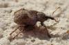 221036 – Photo : Bernard Ginesy – France (13)